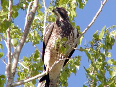 swainsons hawk.jpg