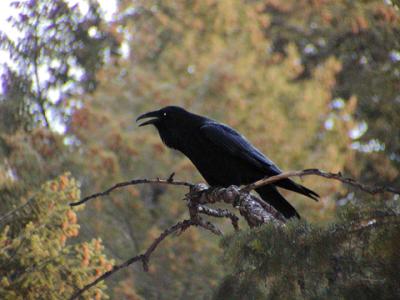 raven.jpg