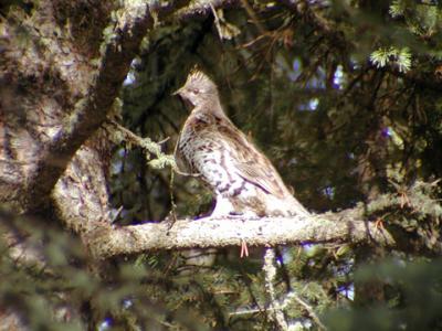 grouse.jpg