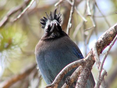mohawkstellersjay.jpg