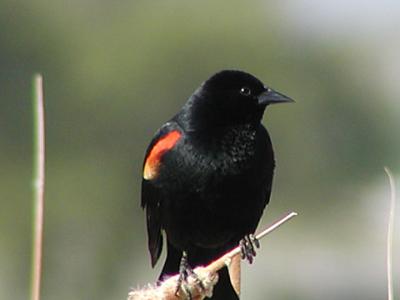 redwing.jpg