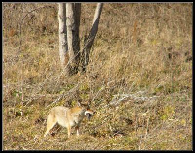 12-04coyoteeatsvole.jpg