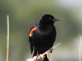 redwing.jpg