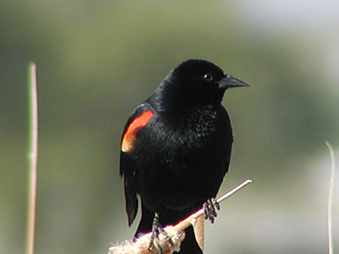 redwing.jpg