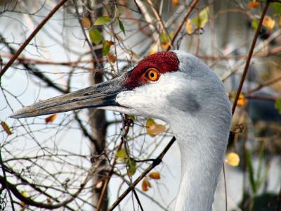 Sandhill Crane closeup, October 2004