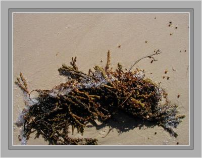 Sea-weed on the sand