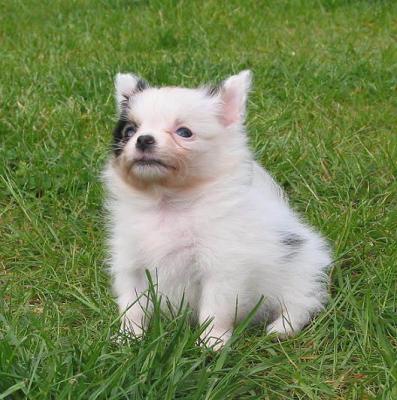 pup_0004.jpg