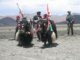 tibet yaks