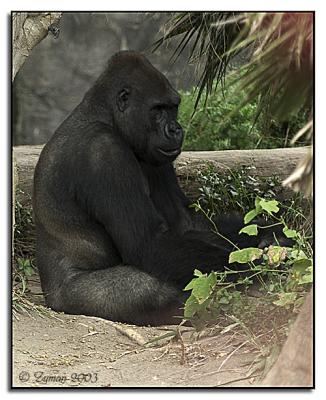 10-04-03 Gorilla (San Diego Zoo)