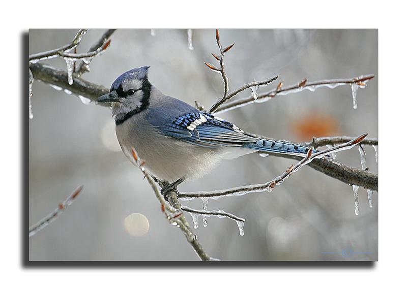 Blue Jay