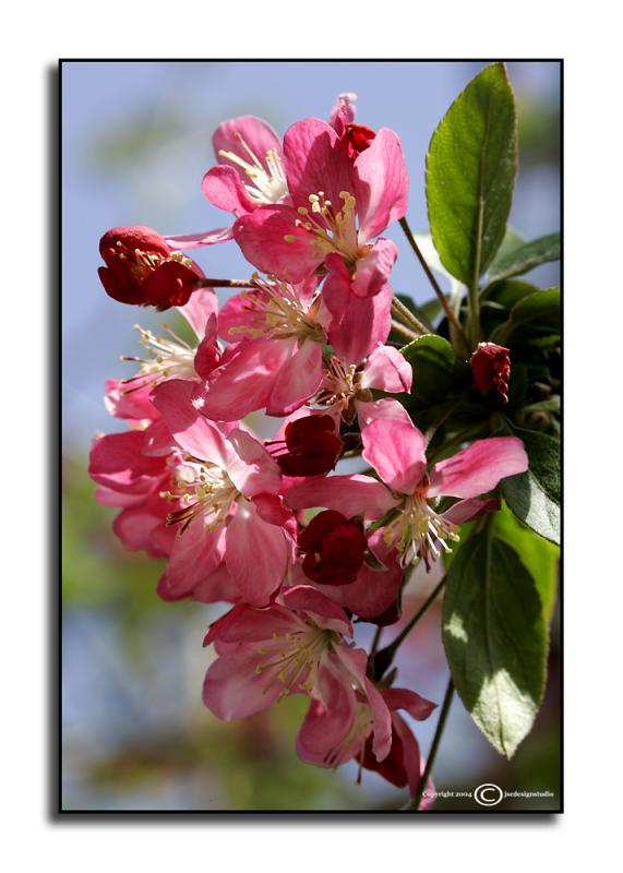 Malus floribunda  <p>March 31