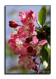Malus floribunda  <p>March 31