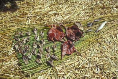 Drying fish and duck