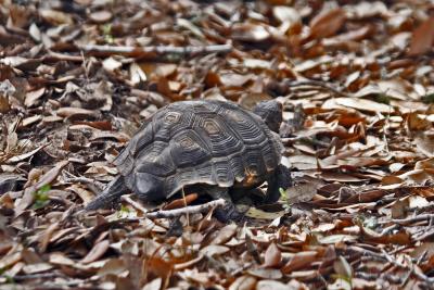 Texas Tortoise in los encinos.jpg