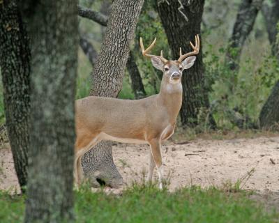 Bill's Deer Camp