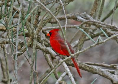 Cardinal at ranch.jpg