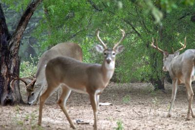 Bucks three different bucks out of 7 at one time.jpg