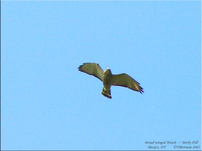 Migrating Broad-winged Hawk