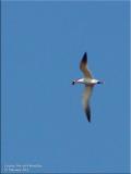 Caspian Tern with Breakfast