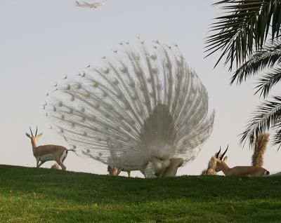 peacock and gazelle
