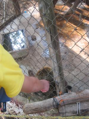 Xkeken (petting) Zoo