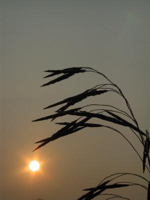 Morning Dew