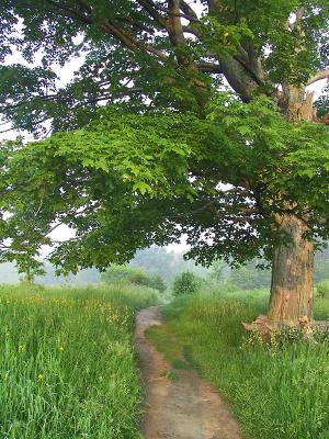 Welcome Tree
