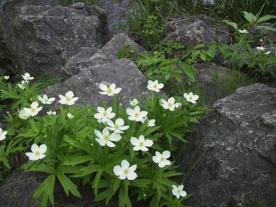 Canada Anemone