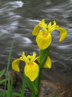 Wild Iris