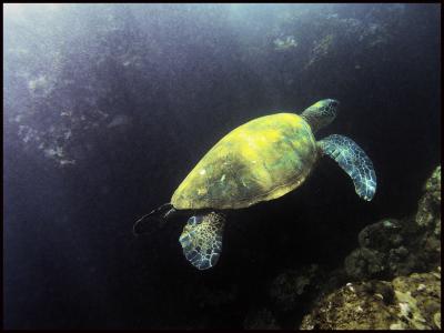 Maui Sea Turtles!!!