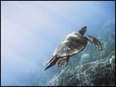 Maui Sea Turtles!!!