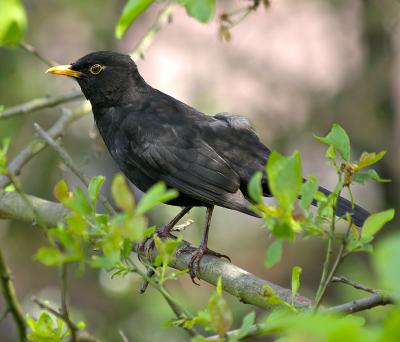 Blackbird (Turdus merula)
