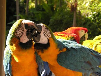 Parrot Jungle Island (Miami)