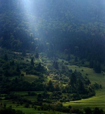 Near Zarnesti