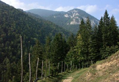 Near Zarnesti