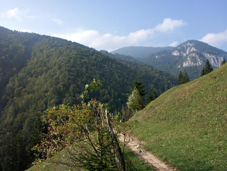 Near Zarnesti