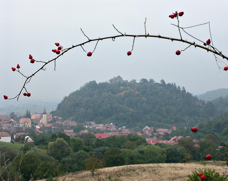 Cisnadioara