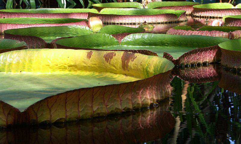 Cluj-Napoca - Botanic Gardens