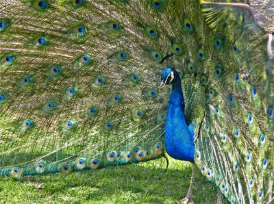 ee-Peacock-2-close--FZ10-ps.jpg