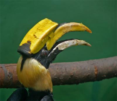 e--BX--Hornbill-1-fz10-ps-c.jpg