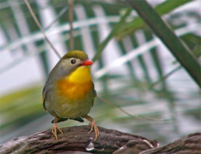 e-BX-Pretty-Bird-3-FZ10-ps-.jpg