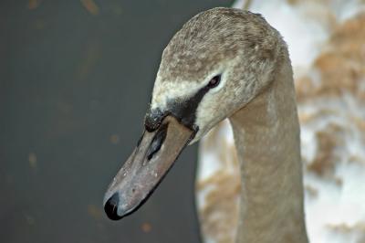 Swan head shot