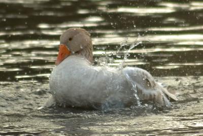 Goose having a bath