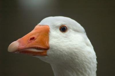 Another Goose head shot