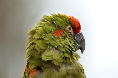 Parrot close up