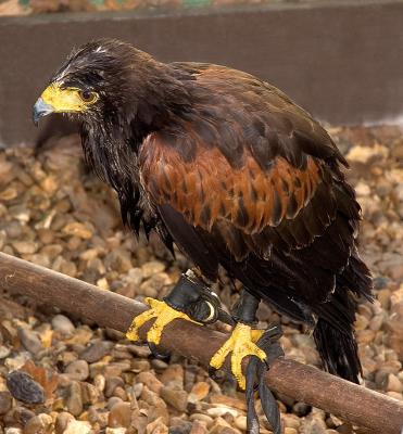 Harris Hawk