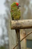Parrot perched