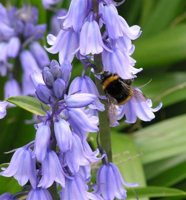 Bee on bluebell