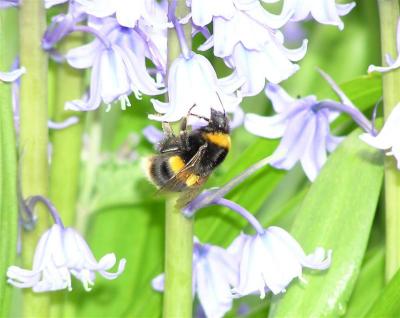 Bee on bluebell