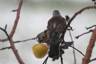 Fieldfare